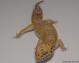 Sold - Blood Bell Albino het Radar Male Leopard Gecko For Sale BBELL0916M