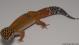 Sold - Blood Tangerine het Tremper Female Leopard Gecko For Sale M20F69061818F 1