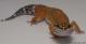 Sold - Blood Tangerine het Tremper Female Leopard Gecko For Sale M20F69061818F 2