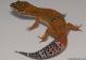 Sold - Blood Tangerine het Tremper Female Leopard Gecko For Sale M20F69061818F