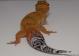 Sold - Blood Tangerine het Tremper Female Leopard Gecko For Sale M20F69060718F 1
