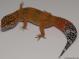Sold - Blood Tangerine het Tremper Female Leopard Gecko For Sale M20F69060718F