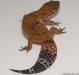 Sold - Blood Tangerine Female Leopard Gecko For Sale M20F69071318F 1