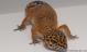Sold - Blood Tangerine Female Leopard Gecko For Sale M20F69071318F 2