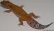 Sold - Blood Tangerine het Tremper Female Leopard Gecko For Sale M20F69071418F 1