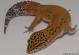 Sold - Blood Tangerine het Tremper Female Leopard Gecko For Sale M20F69071418F 2