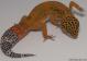 Sold - Blood Tangerine het Tremper Female Leopard Gecko For Sale M20F69071418F