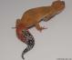 Sold - Blood Tangerine Female Leopard Gecko For Sale M20F77072918F 2