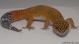 Sold - Blood Tangerine het Tremper Female Leopard Gecko For Sale M20F69072618F2 1
