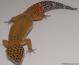 Sold - Blood Tangerine het Tremper Female Leopard Gecko For Sale M20F69072618F2 2