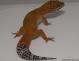Sold - Blood Tangerine het Tremper Albino Male Leopard Gecko For Sale M20F69061518M 2