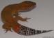 Sold - Blood Tangerine het Tremper Albino Male Leopard Gecko For Sale M20F69061518M