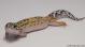Sold - Eclipse het Typhoon Female Leopard Gecko For Sale M23F57061618F 1