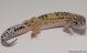 Sold - Eclipse het Typhoon Female Leopard Gecko For Sale M23F57061618F