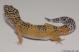Sold - Giant High Yellow het Tremper Male Leopard Gecko For Sale M25F81052918F