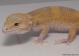 Sold - Giant Raptor Leopard Gecko For Sale M25F51060918F 2