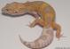 Sold - Giant Raptor Leopard Gecko For Sale M25F51060918F