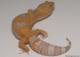 Sold - Giant Tangerine Tremper Albino Female Leopard Gecko For Sale M25F78052718F 1