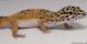 Sold - Giant Tangerine het Tremper Albino Female Leopard Gecko For Sale M25F81052918F2 1