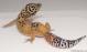 Sold - Giant Tangerine het Tremper Albino Female Leopard Gecko For Sale M25F81052918F2 2