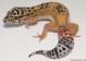 Sold - Giant Tangerine het Tremper Albino Female Leopard Gecko For Sale M25F81052918F2
