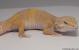 Sold - Giant Tangerine Tremper Albino het Raptor Female Leopard Gecko For Sale M25F51051818F 2
