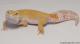 Sold - Giant Tremper Sunglow Female Leopard Gecko For Sale M11F54062717F