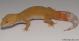 Sold - Giant Tremper Sunglow Female Leopard Gecko For Sale M25F78052718F2 1