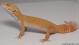 Sold - Giant Tremper Sunglow Female Leopard Gecko For Sale M25F78052718F2 2