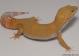 Sold - Giant Tremper Sunglow Female Leopard Gecko For Sale M25F78052718F2