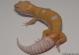 Sold - Giant Tremper Sunglow Male Leopard Gecko For Sale M25F78053118M