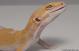 Sold - Giant Tremper Sunglow Male Leopard Gecko For Sale M25F78053118M 1