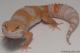 Sold - High Contrast Blood Albino Female Leopard Gecko For Sale M1F90082418F 1