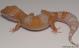Sold - High Contrast Blood Albino Female Leopard Gecko For Sale M1F90082418F