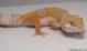 Sold - Tangerine Tremper Albino Female Leopard Gecko For Sale M25F78070118F 1