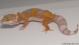 Sold - Tangerine Tremper Albino Female Leopard Gecko For Sale M25F78070118F 2