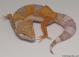 Sold - Tangerine Tremper Albino Female Leopard Gecko For Sale M25F78070118F