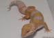 Sold - High Contrast Tangerine Tremper Albino Male Leopard Gecko For Sale M1F90073018M 1
