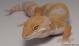 Sold - High Contrast Tangerine Tremper Albino Male Leopard Gecko For Sale M1F90073018M 2