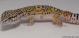 Sold - High Yellow het Tremper Albino Female Leopard Gecko For Sale M27F30062918F2 1