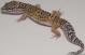 Sold - High Yellow het Tremper Albino Female Leopard Gecko For Sale M27F30062918F2 2