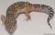 Sold - High Yellow het Tremper Albino Female Leopard Gecko For Sale M27F30062918F2