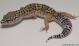 Sold - High Yellow het Radar Female Leopard Gecko For Sale M27F62080218F 2