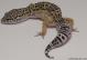 Sold - High Yellow het Radar Female Leopard Gecko For Sale M27F62080218F