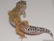 Sold - High Yellow Female Leopard Gecko For Sale M27F86071818F 1