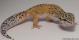 Sold - High Yellow Female Leopard Gecko For Sale M27F86071818F 2