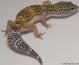 Sold - High Yellow Female Leopard Gecko For Sale M27F86080418F 1