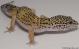 Sold - High Yellow Female Leopard Gecko For Sale M27F86080418F 2
