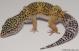 Sold - High Yellow Female Leopard Gecko For Sale M27F86080418F