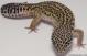 Sold - High Yellow het Radar Female Leopard Gecko For Sale M27F62080318F 1